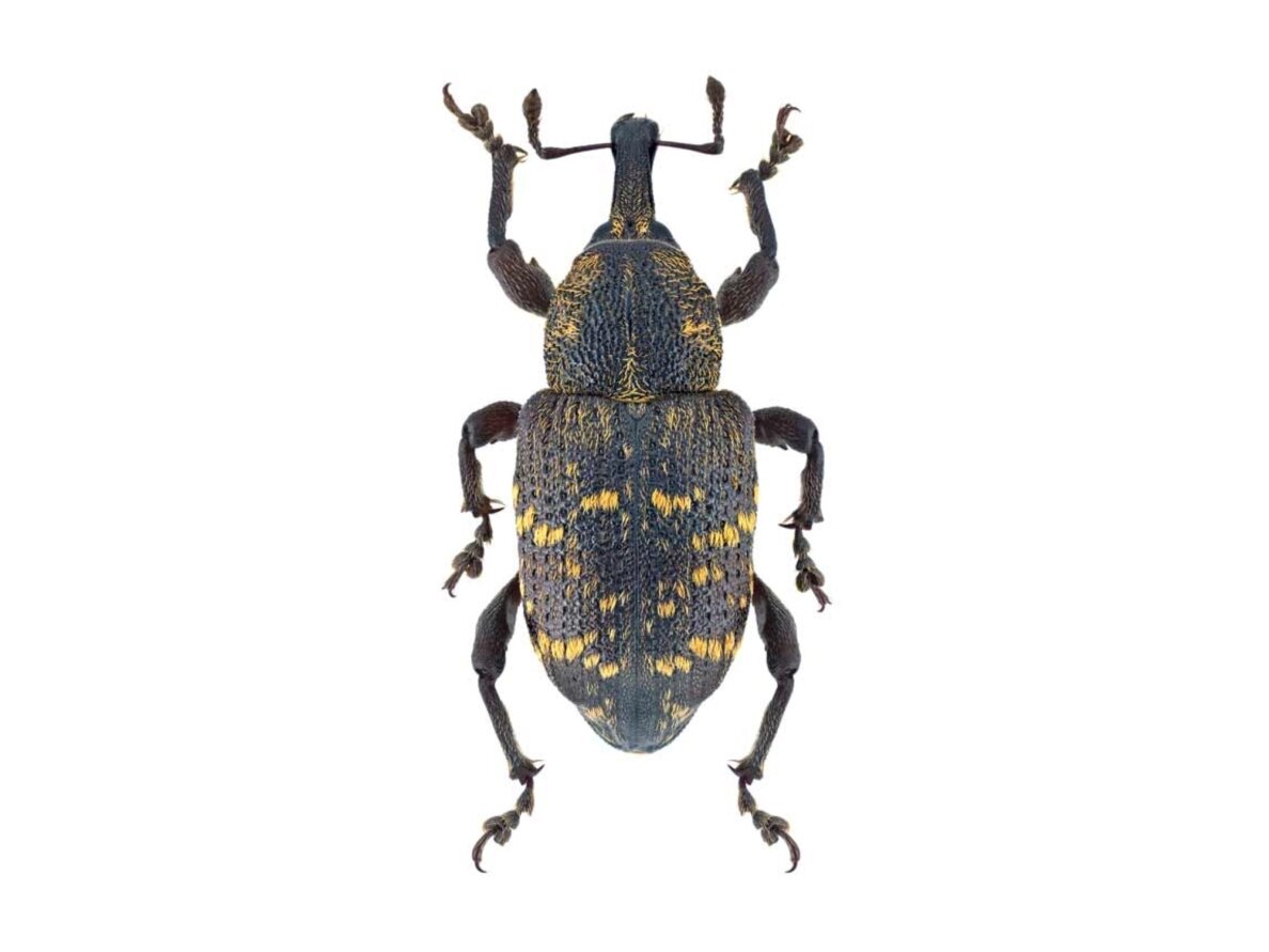 Feromonas didžiajam pušiniam straubliukui Hylowit (Hylobius abietis)