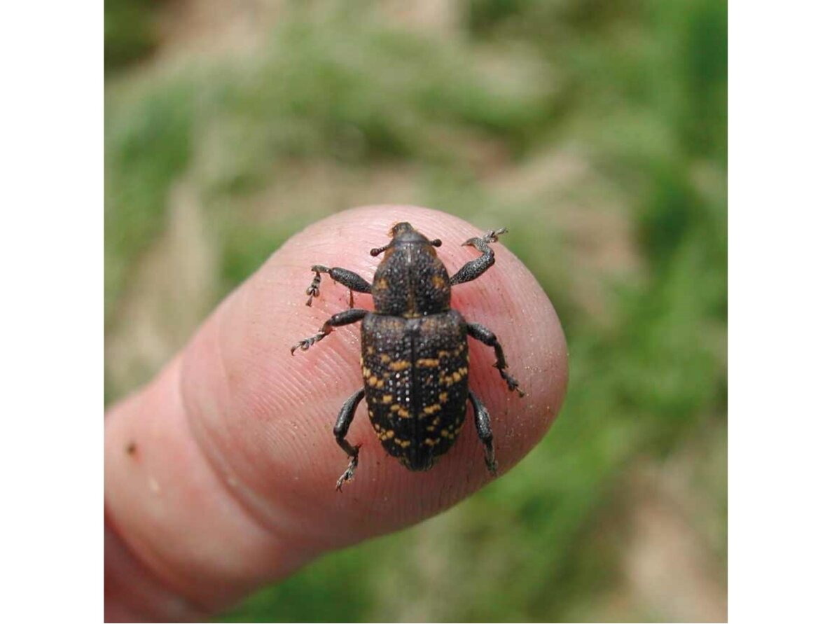Feromonas didžiajam pušiniam straubliukui Hylowit (Hylobius abietis) 2 Feromonas didžiajam pušiniam straubliukui Hylowit (Hylobius abietis) 2
