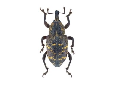 Feromonas didžiajam pušiniam straubliukui Hylowit (Hylobius abietis)