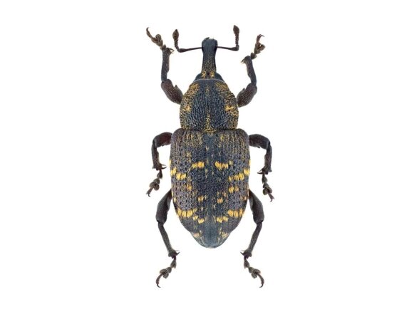 Feromonas didžiajam pušiniam straubliukui Hylowit (Hylobius abietis) Feromonas didžiajam pušiniam straubliukui Hylowit (Hylobius abietis)