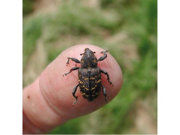Feromonas didžiajam pušiniam straubliukui Hylowit (Hylobius abietis) 2