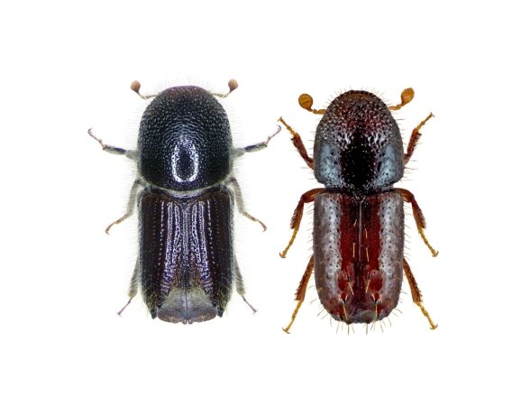 Feromonas KombiWit Tube (Ips typographus) (Pityogenes chalcographus)