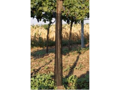 Medelių apsaugos WitaKnabb-Net 110cm/ Ø 11cm